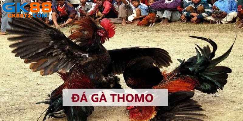 Đá Gà Thomo - Thánh Đường Giải Trí Kịch Tính, Hấp Dẫn